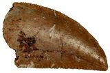 Serrated, Raptor Tooth - Real Dinosaur Tooth #296724-1